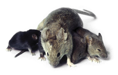 MR-Mice-web.jpg