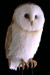 owl-f5743-26-th-398v.jpg